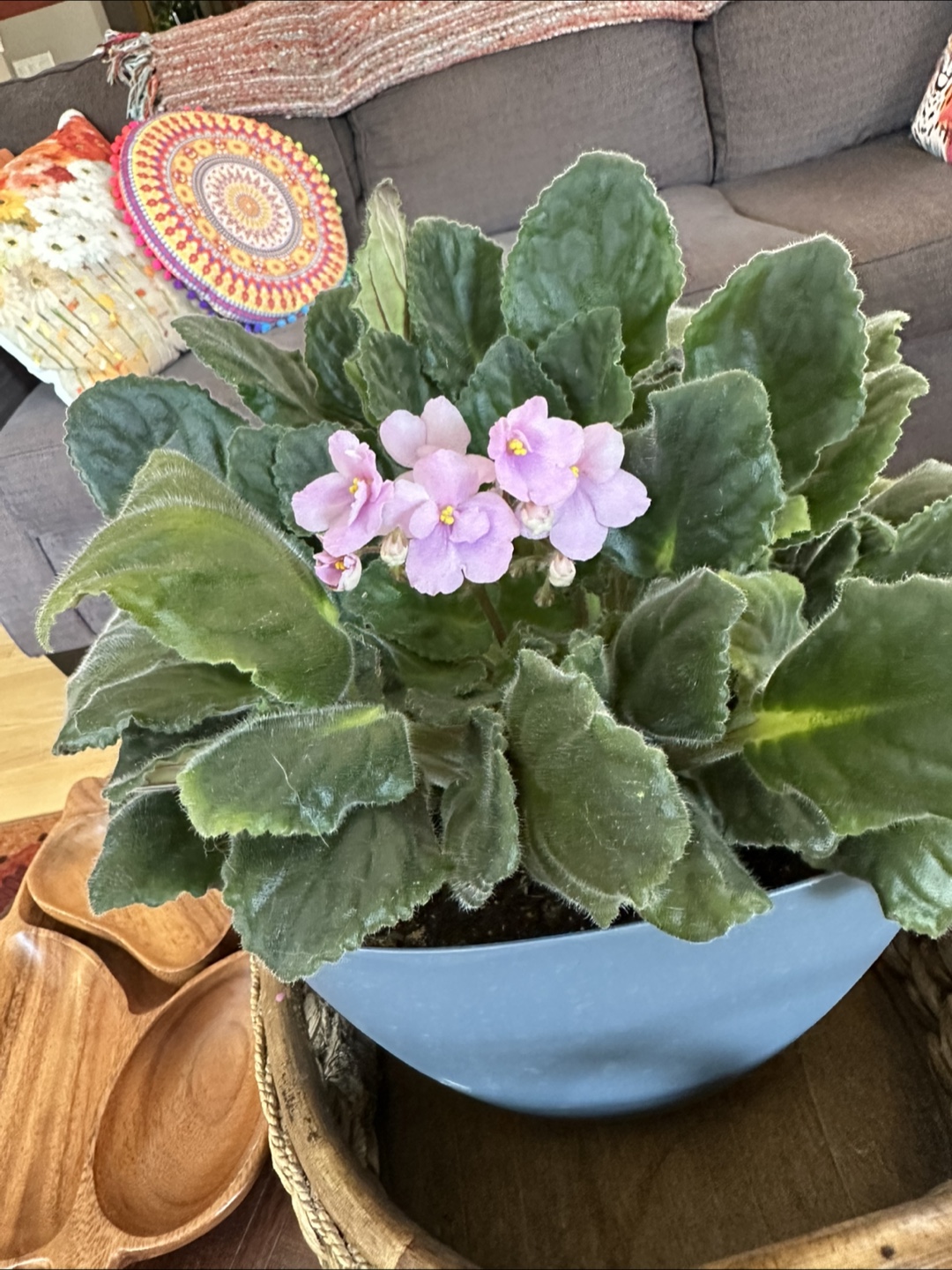 African Violet Plants - photo 4
