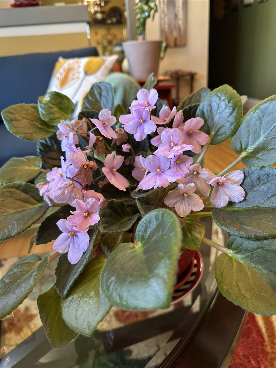 African Violet Plants
