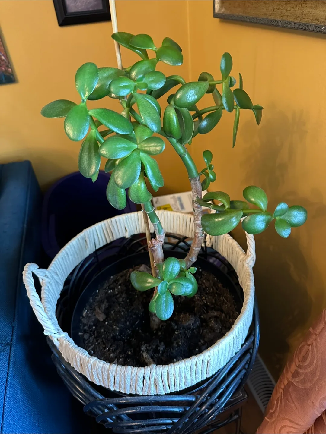 Jade Plants thumbnail