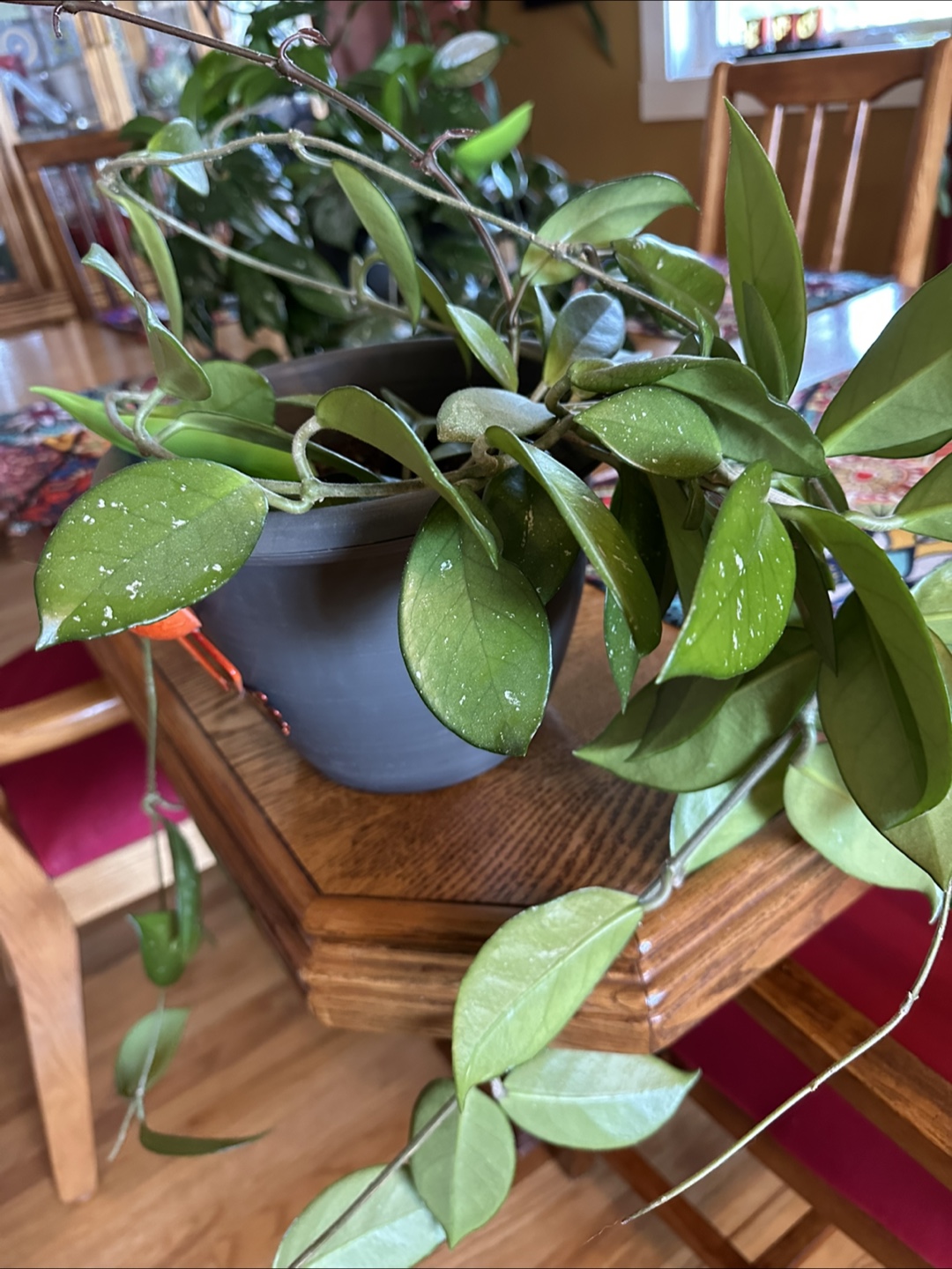 Potted Hoya Plants