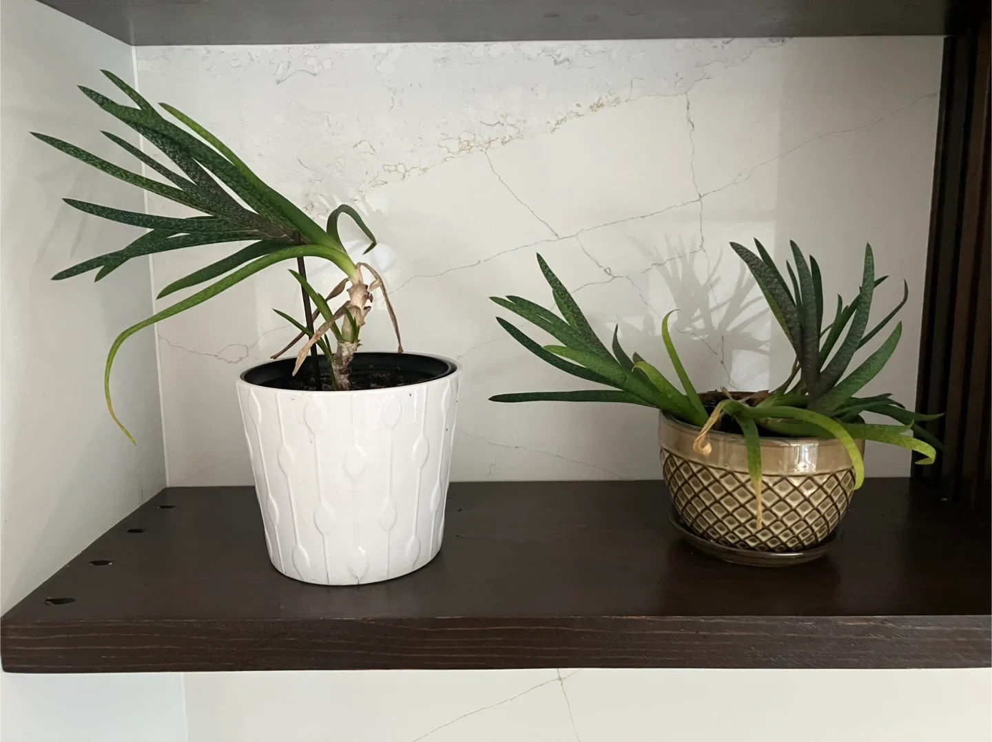 Potted Plants thumbnail