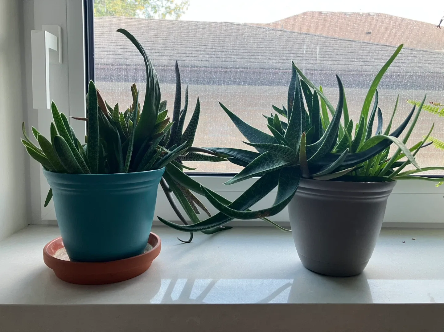 Potted Plants thumbnail