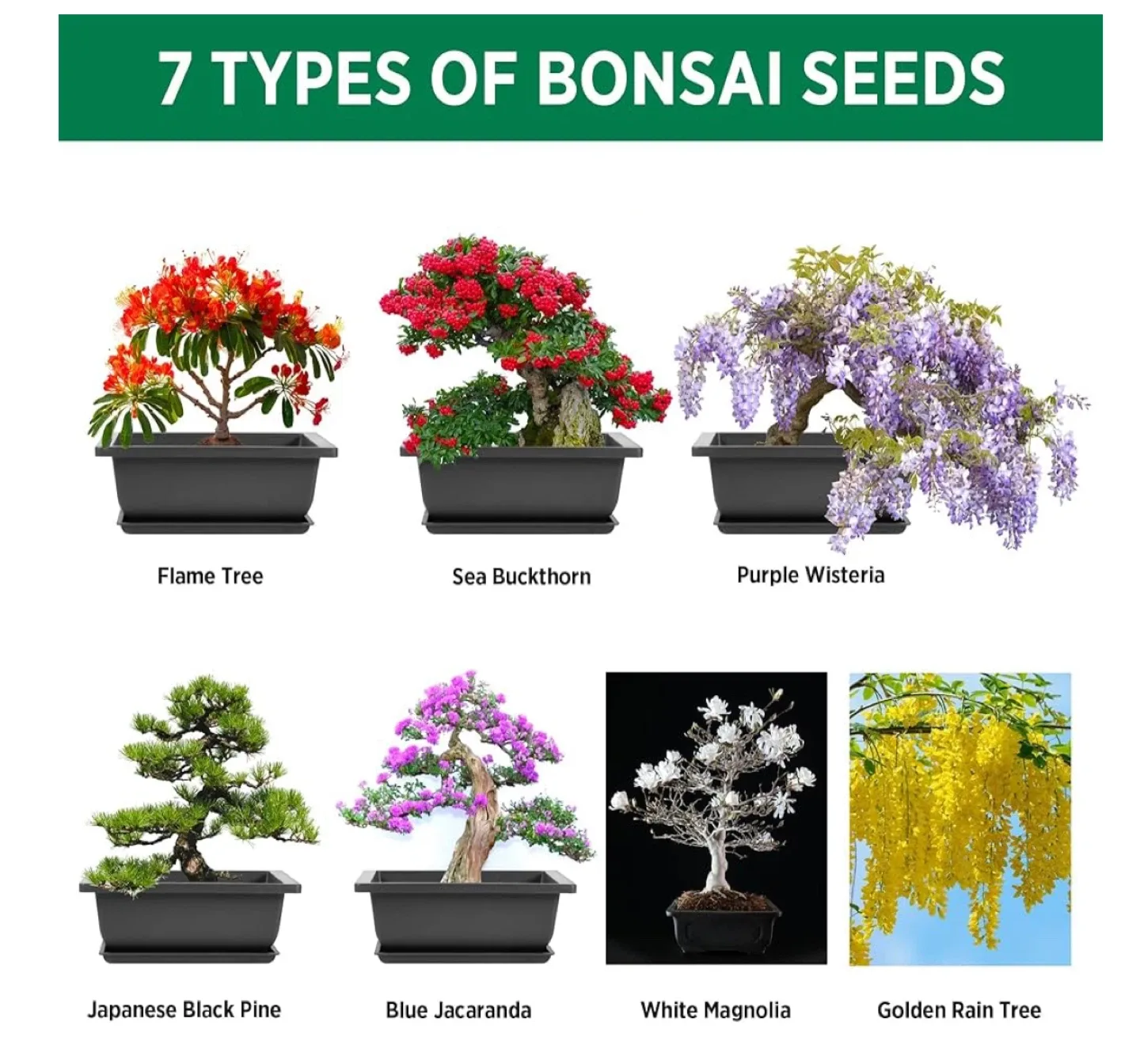 All in One Bonsai Starter Kit🥕 image indicator(3)