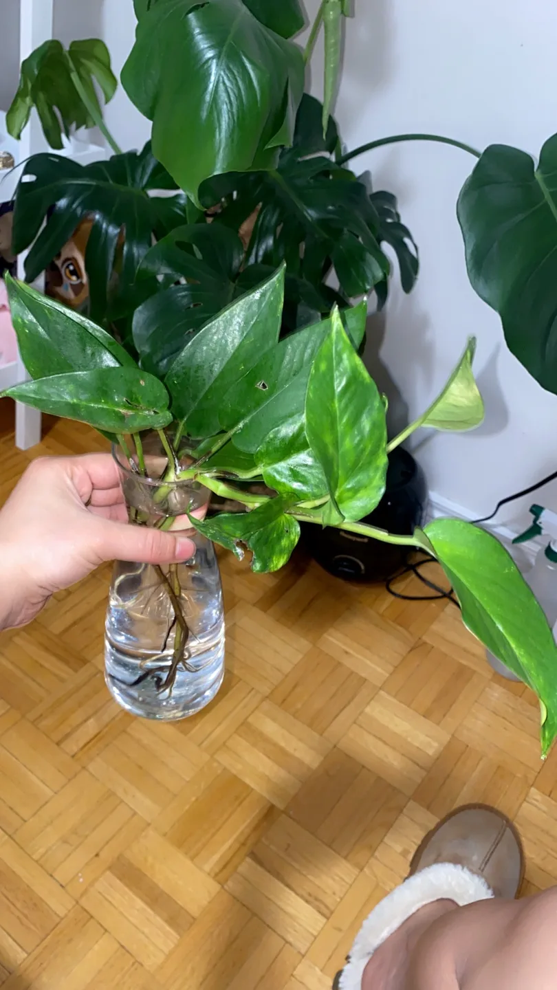 Pothos Plant with glass pot image indicator(2)