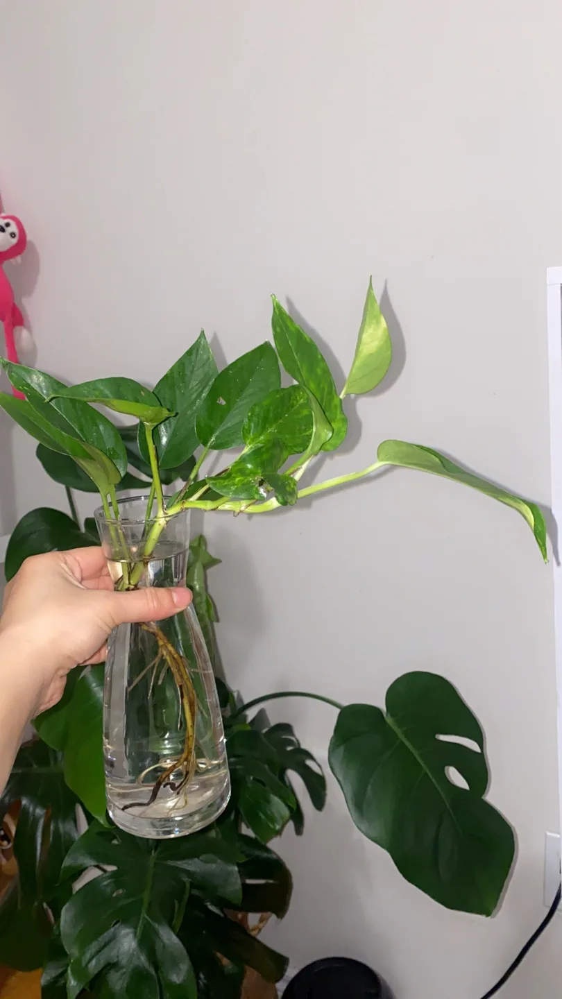 Pothos Plant with glass pot thumbnail