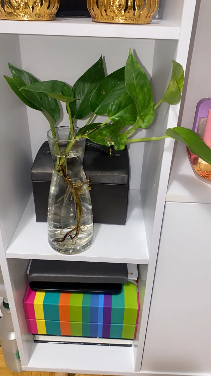 Pothos Plant with glass pot image indicator(3)