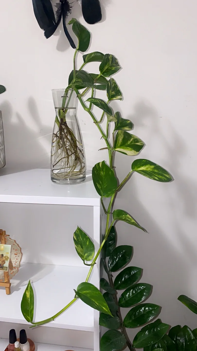 Pothos Plant with Glass Vase thumbnail