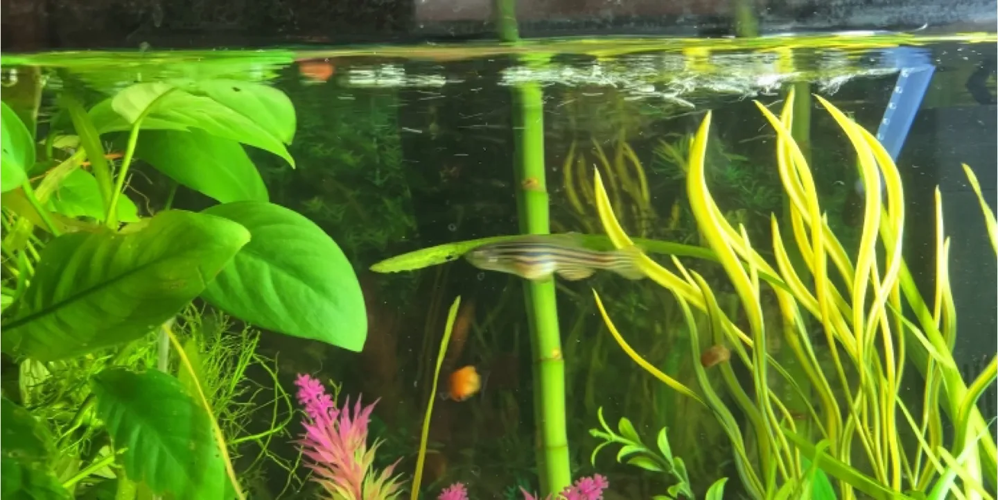 Fish Tank with fish ,live plants and accessories image indicator(3)