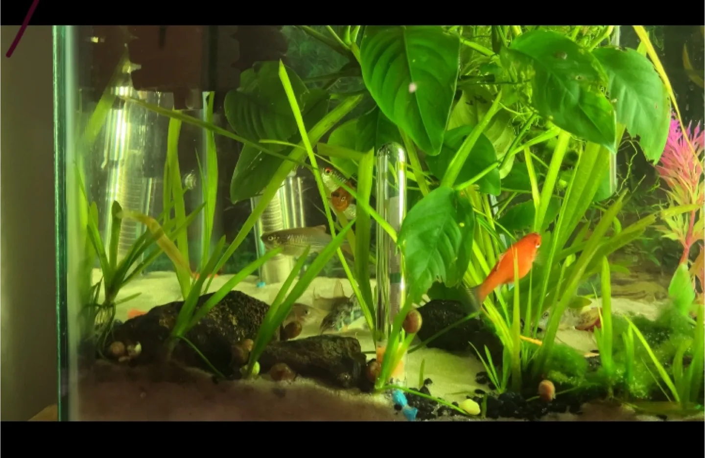 Fish Tank with fish ,live plants and accessories image indicator(5)