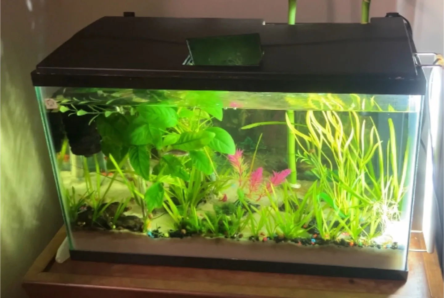 Fish Tank with fish ,live plants and accessories image indicator(4)