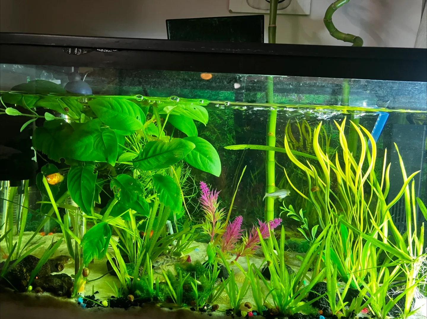 Fish Tank with fish ,live plants and accessories image indicator(2)