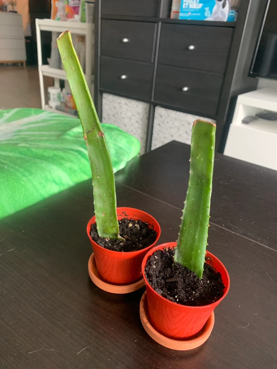 ‼️MOVING SALE‼️ Aloe Vera Plant Cuttings thumbnail