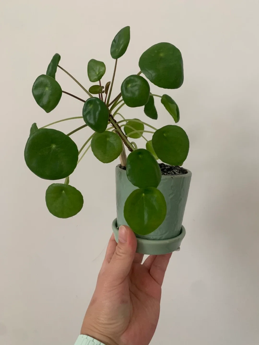 ‼️MOVING SALE‼️ Pilea peperomioides Plant thumbnail