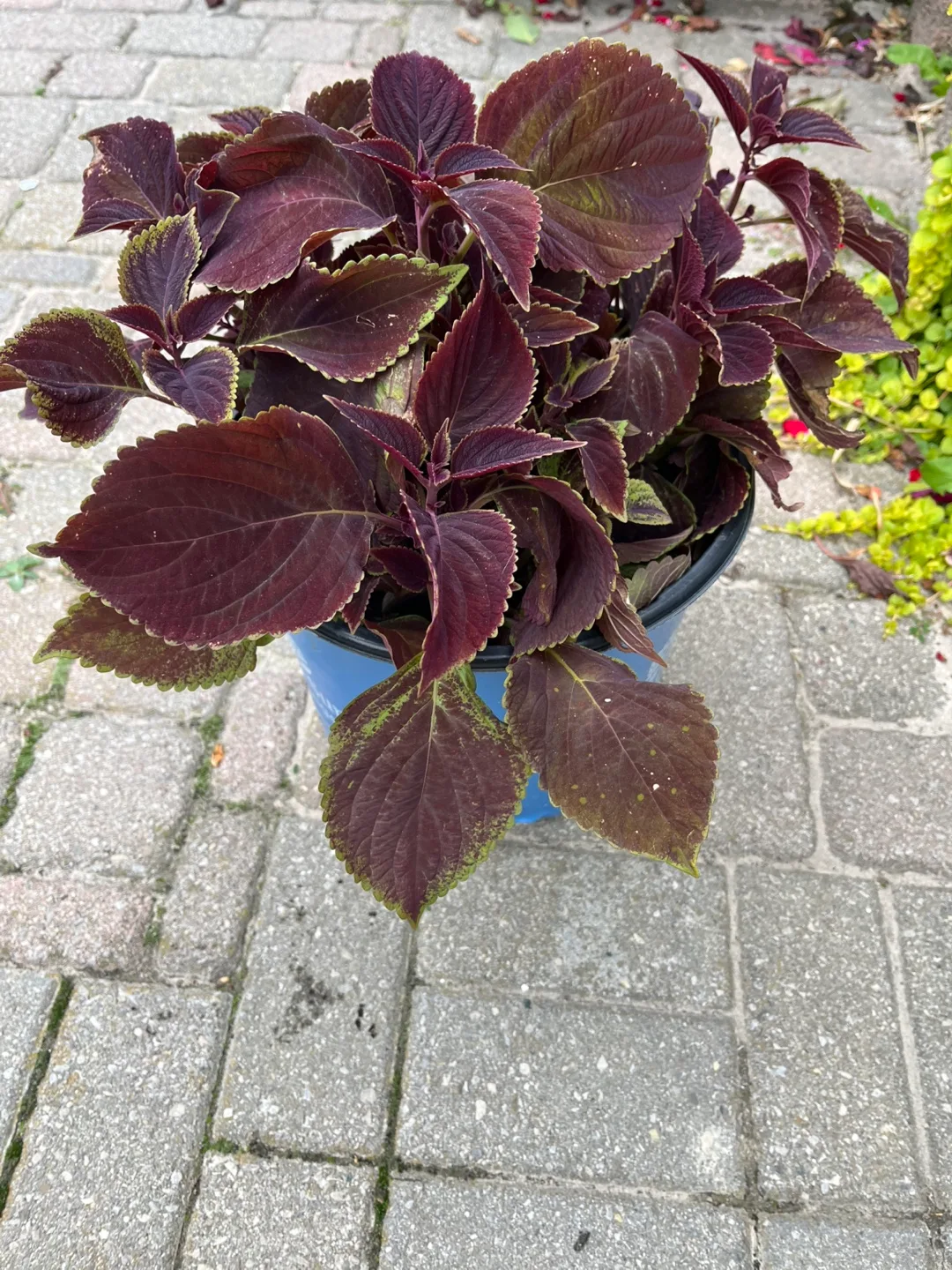 Coleus Plant in a 3 letter pot thumbnail