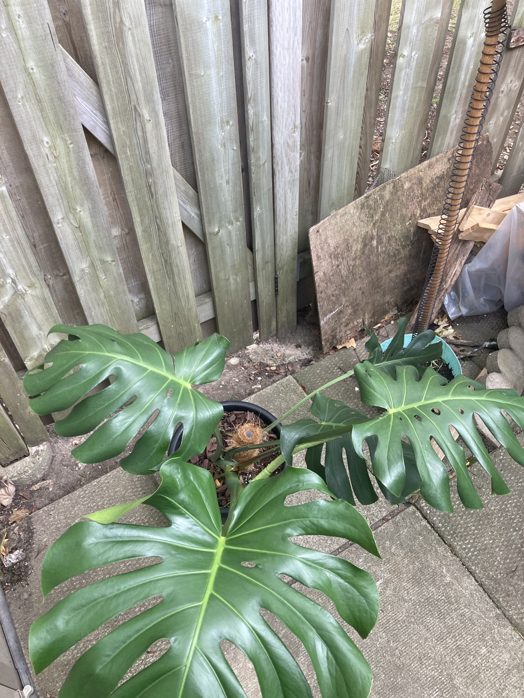 Monstera Plant - photo 2