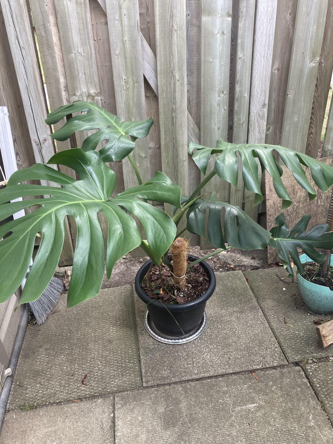 Monstera Plant