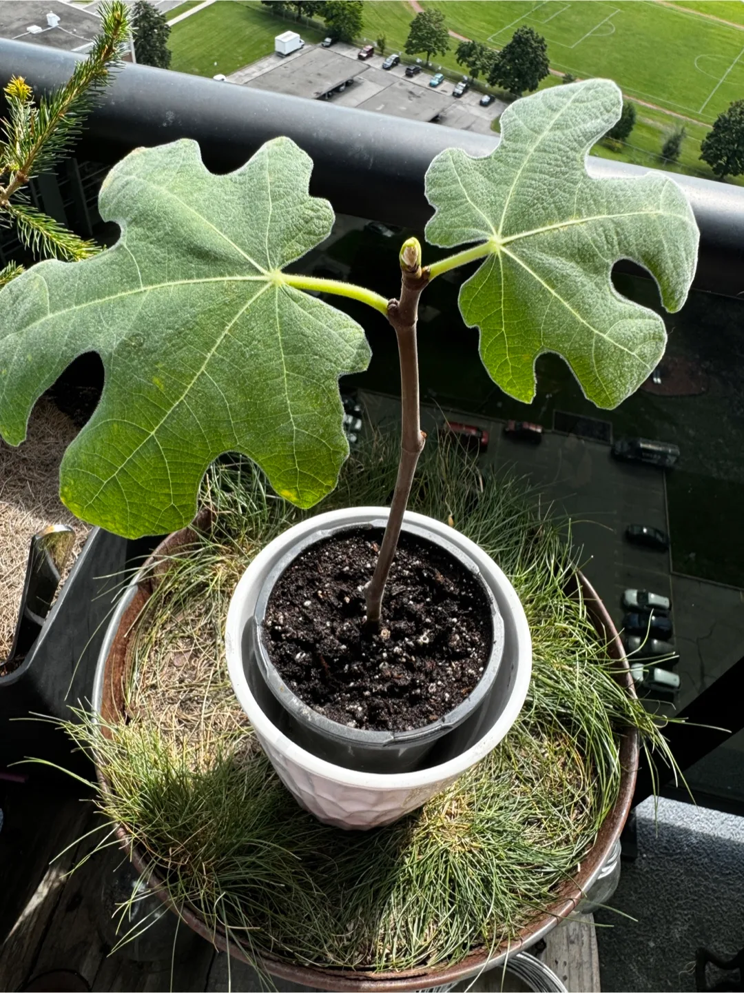 FIG TREE thumbnail