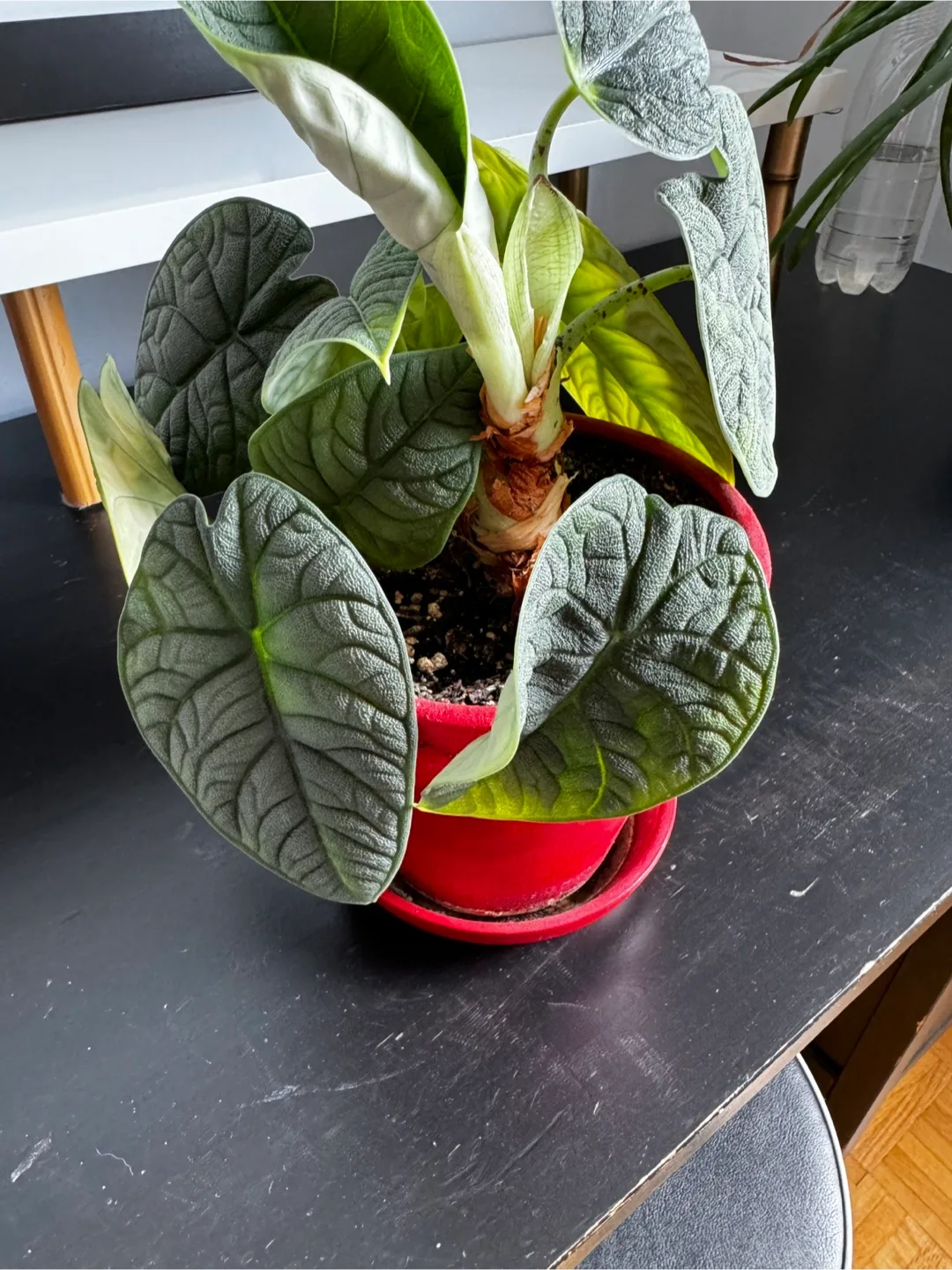 Alocasia Dragon Scale Plant in Red Pot thumbnail