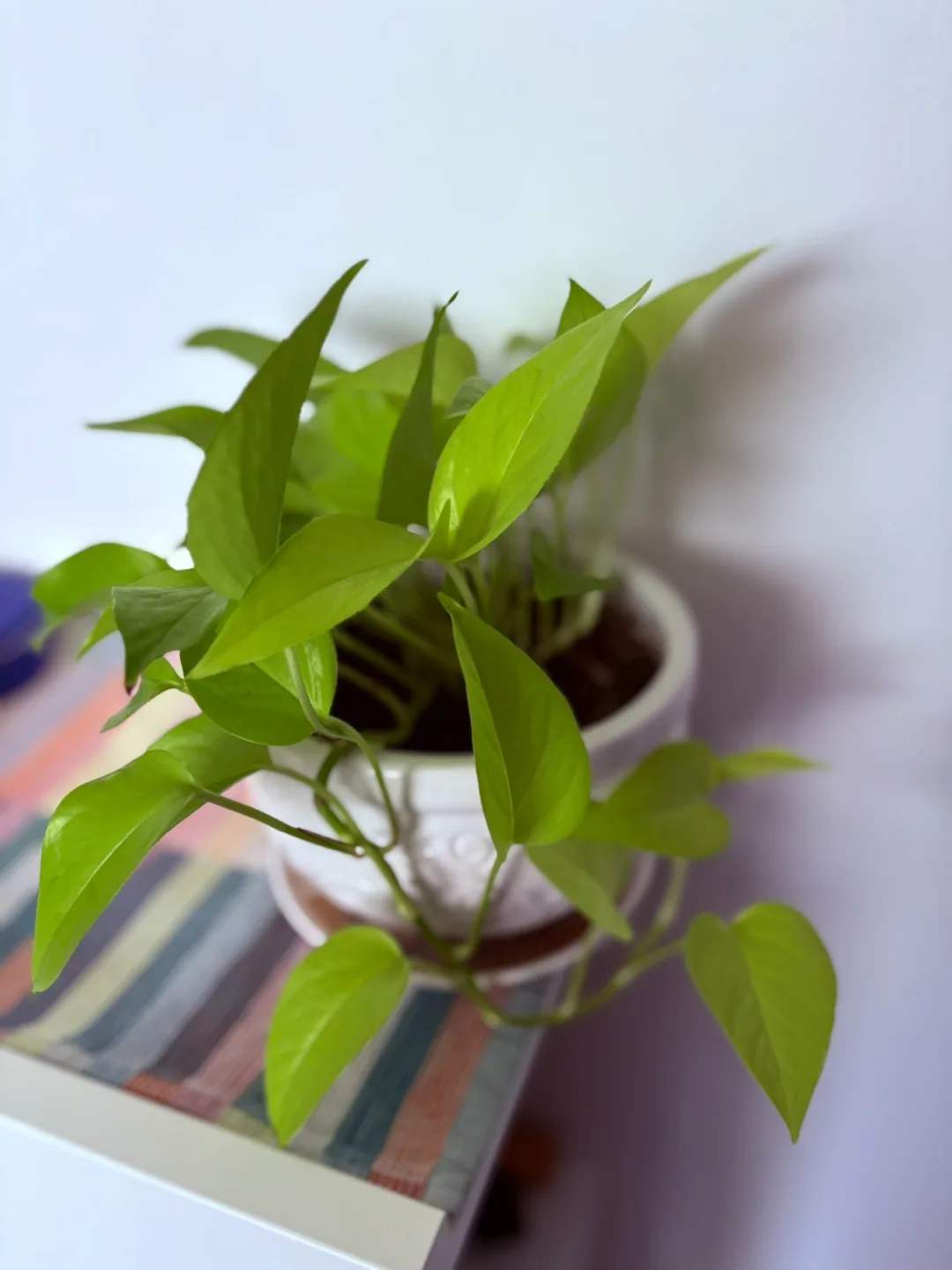 Potted Neon Pothos Plant image indicator(2)