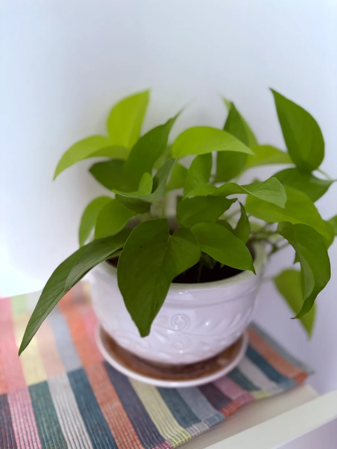 Potted Neon Pothos Plant image indicator(3)