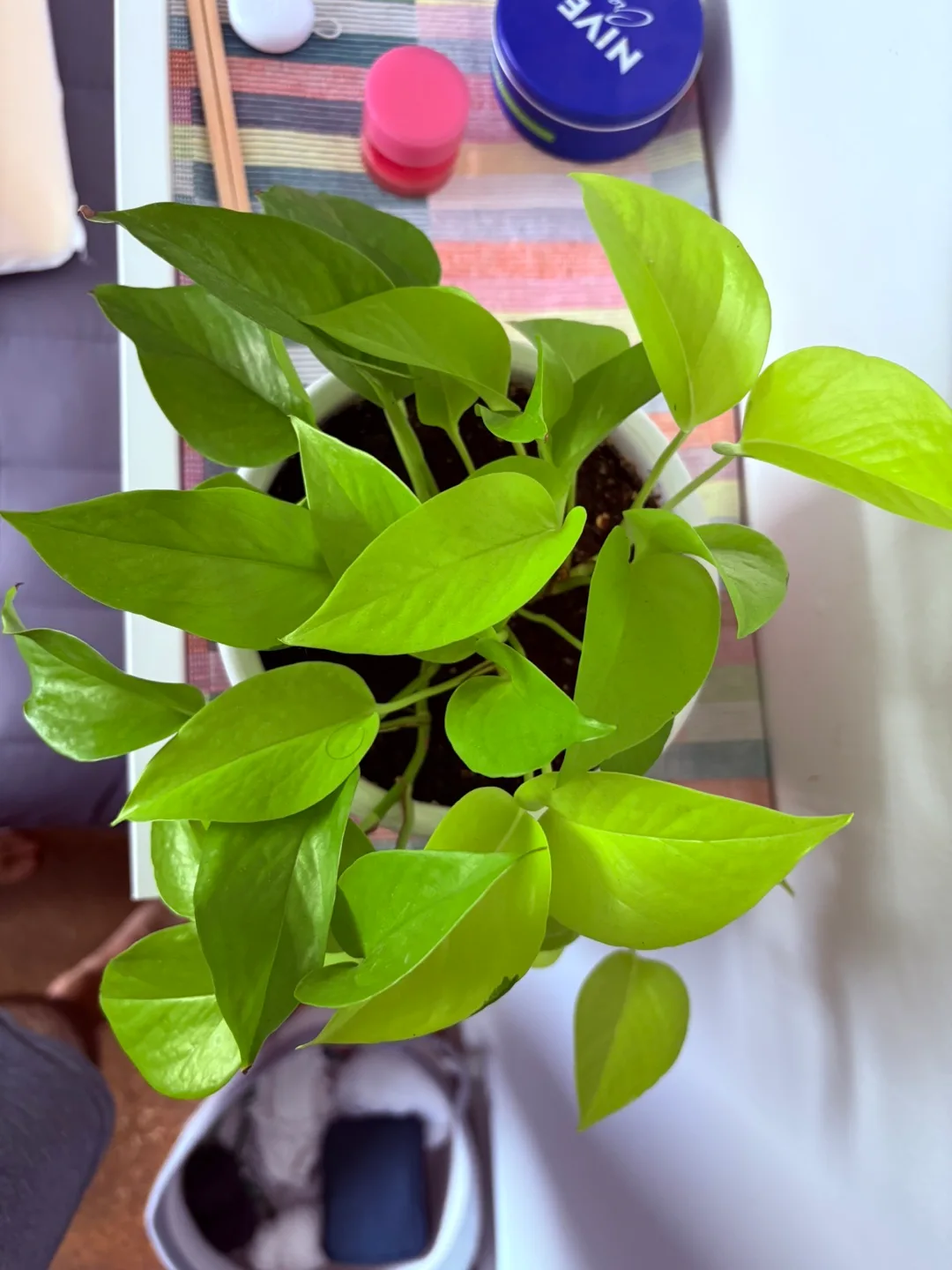 Potted Neon Pothos Plant image indicator(4)