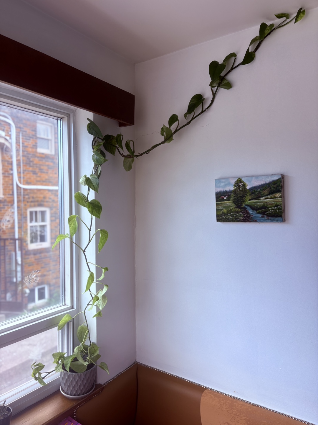 Pothos Plant in Grey Pot