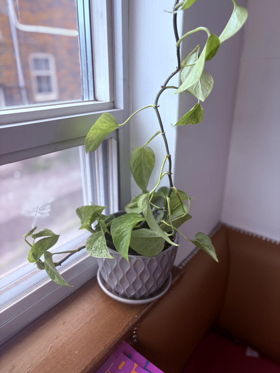 Pothos Plant in Grey Pot - photo 2