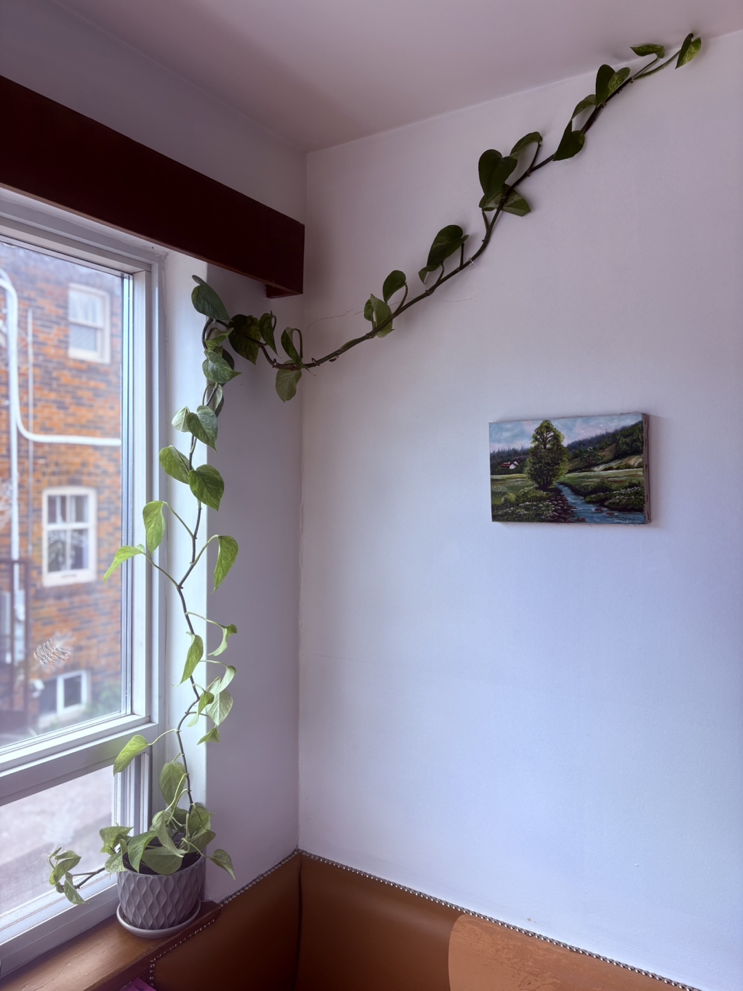Pothos Plant in Grey Pot - photo 3