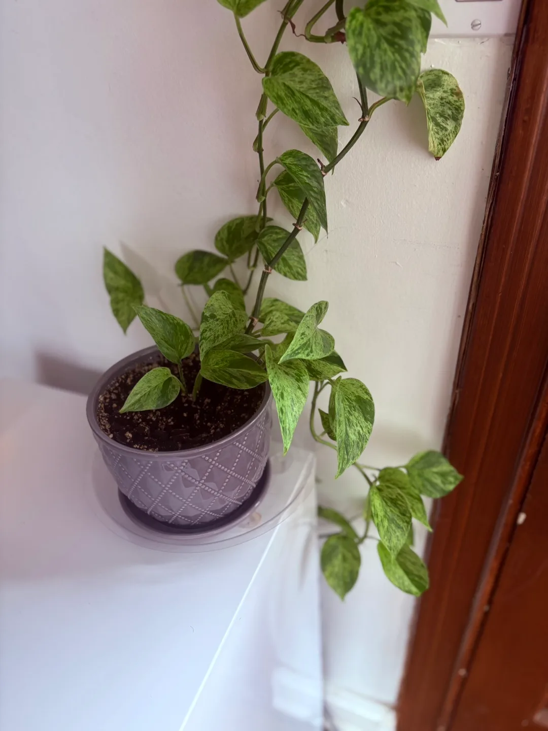 Potted Pothos Plant image indicator(3)