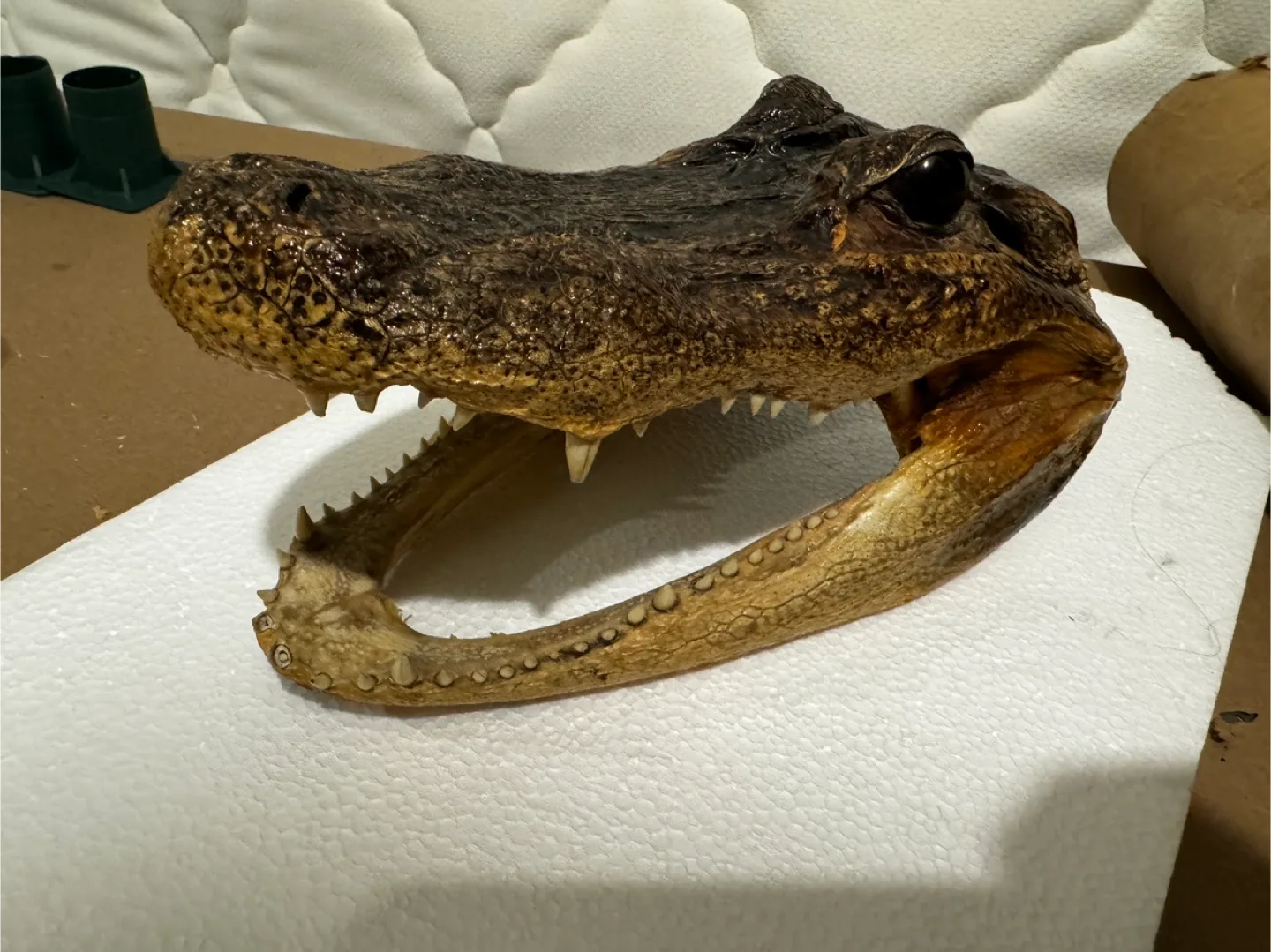 Gator Head Statue thumbnail