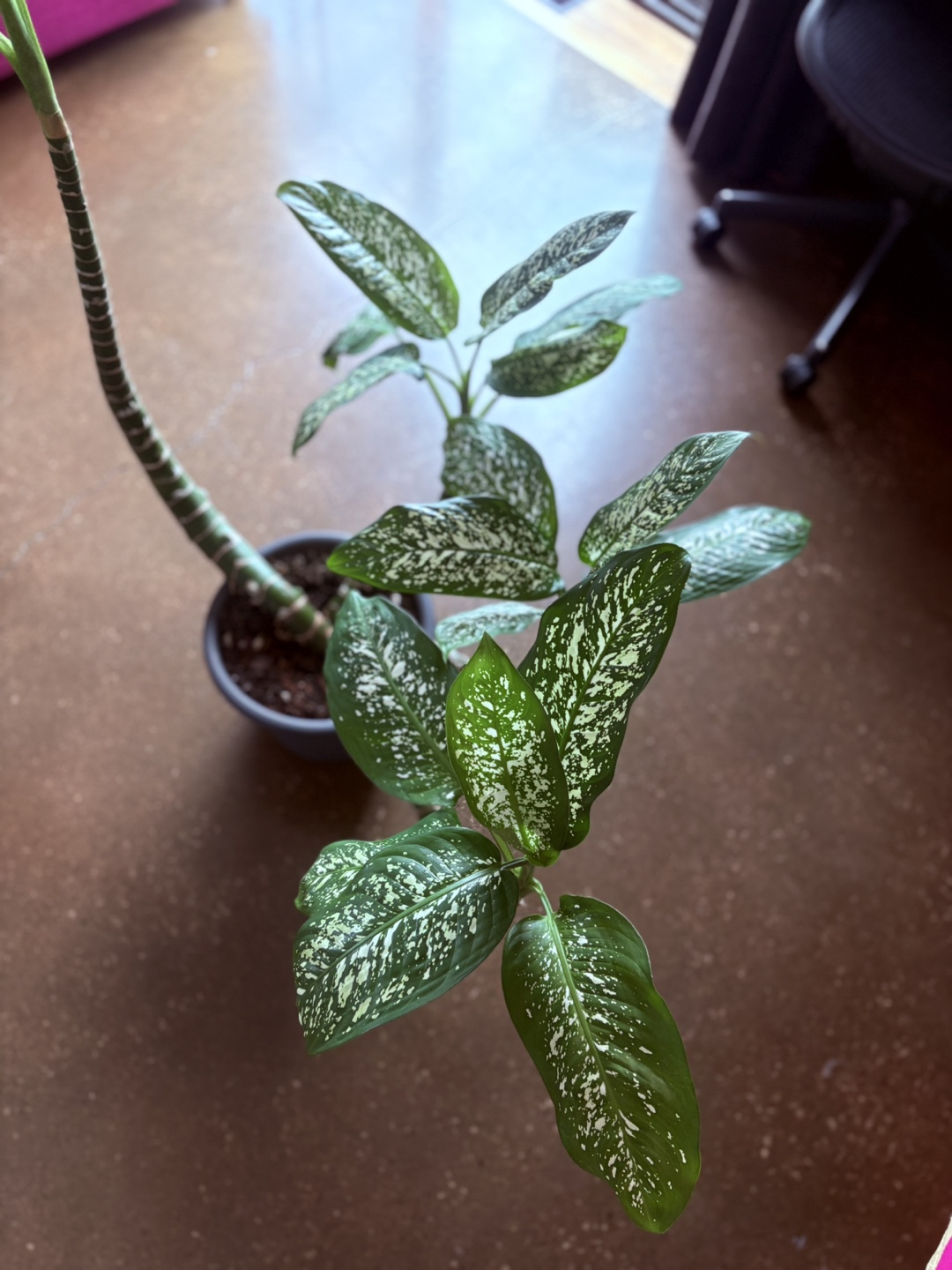 Dieffenbachia Plant - photo 2