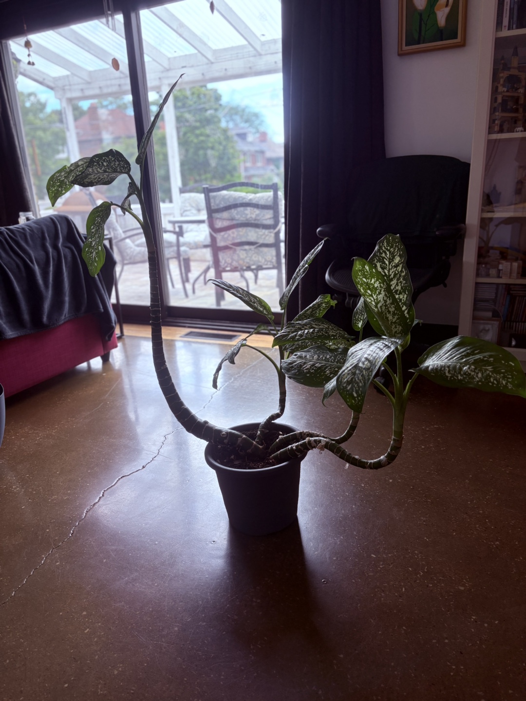 Dieffenbachia Plant - photo 3