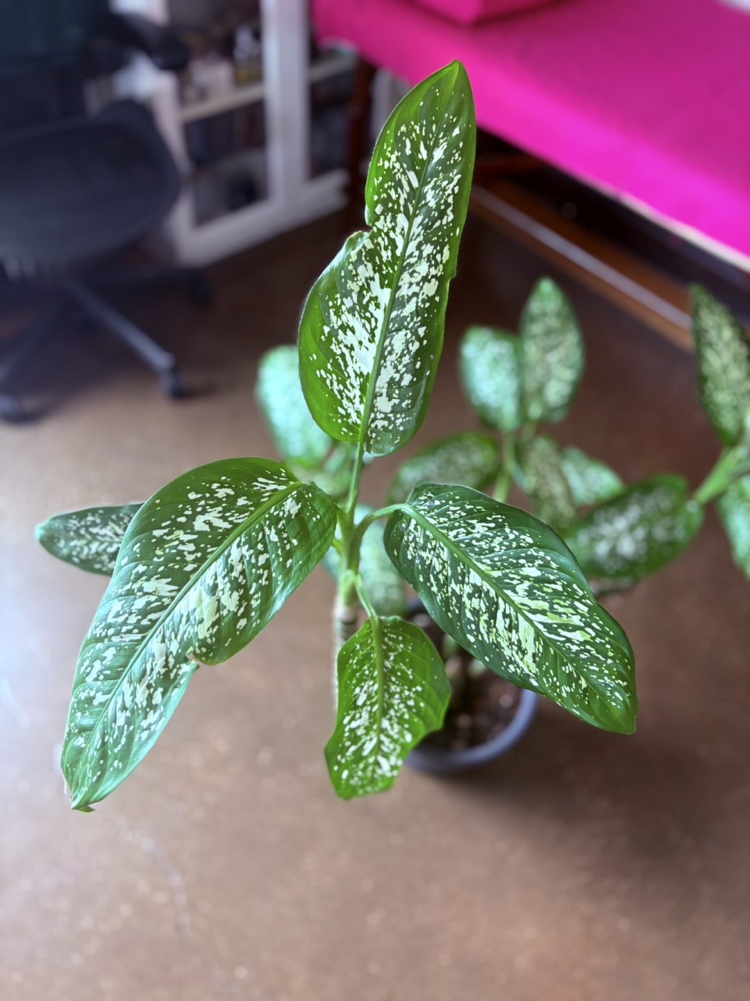 Dieffenbachia Plant - photo 4