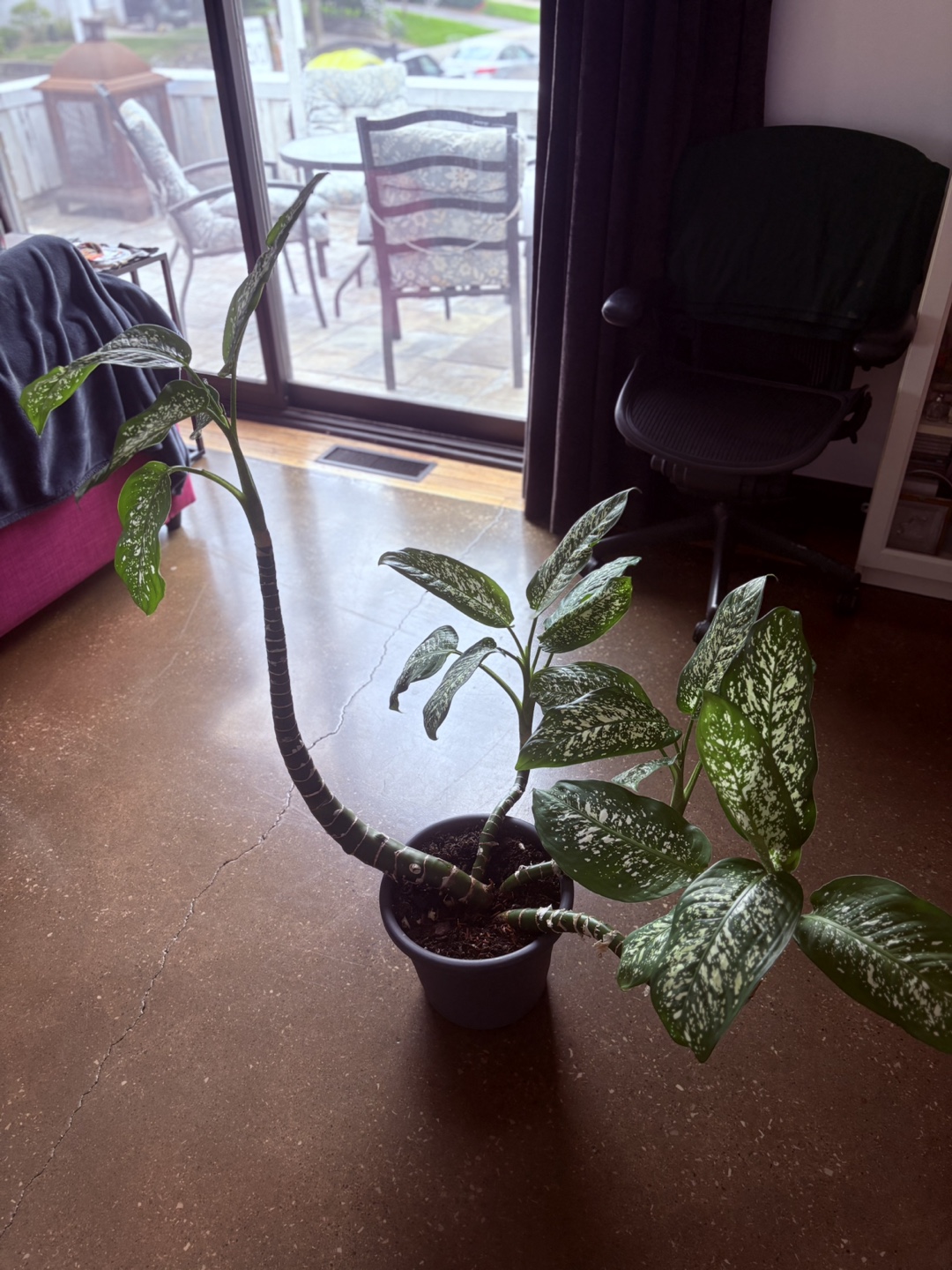 Dieffenbachia Plant
