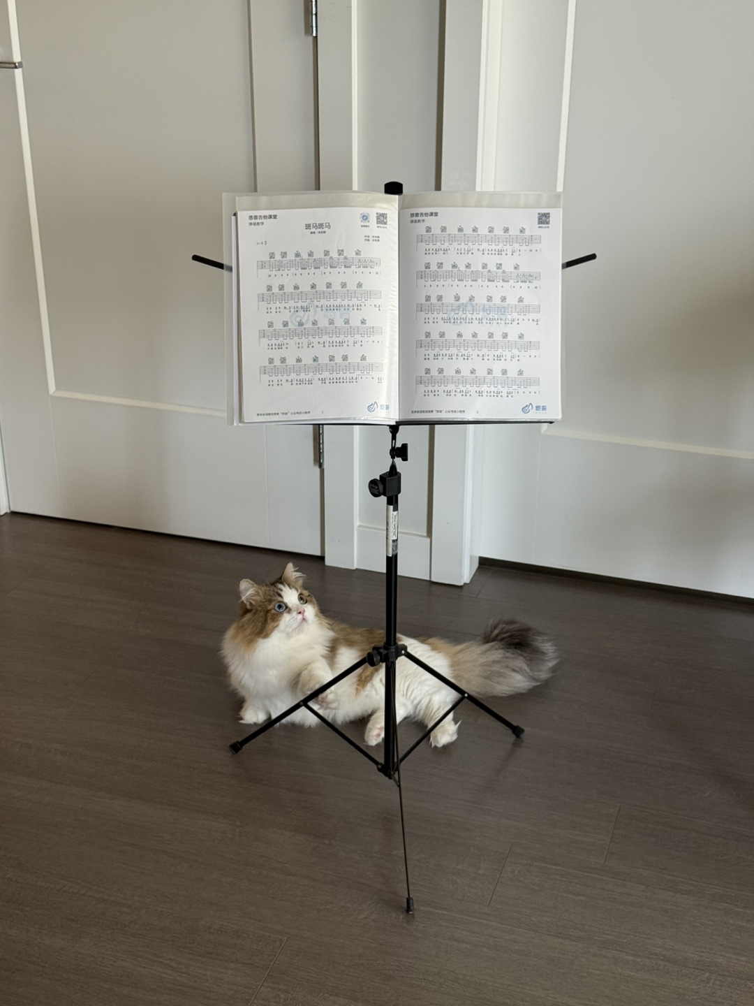 Bellevue American Music Stand w/ Carrying Bag