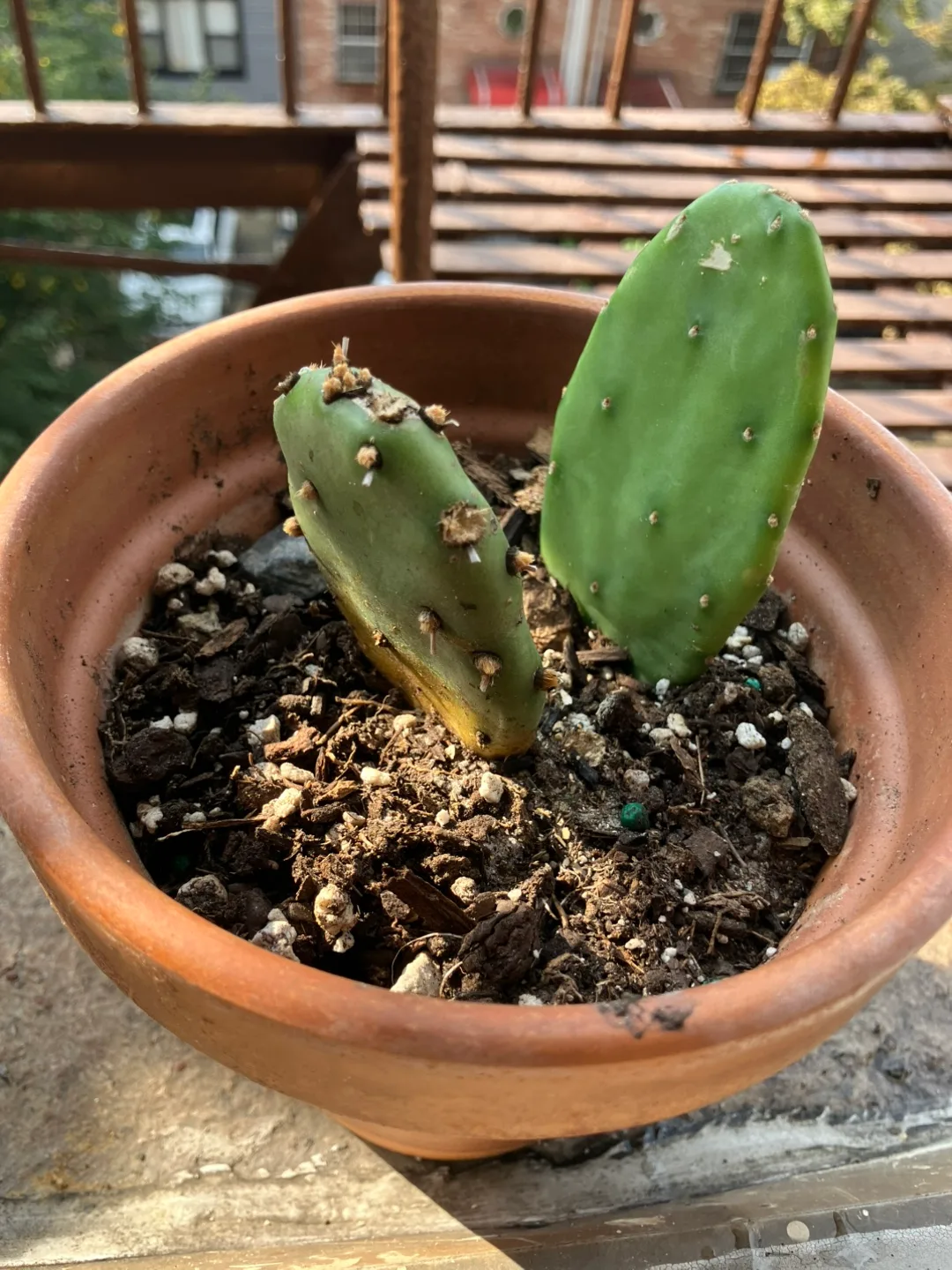 Eastern prickly pear cactus plant(Opuntia humifusa) image indicator(2)