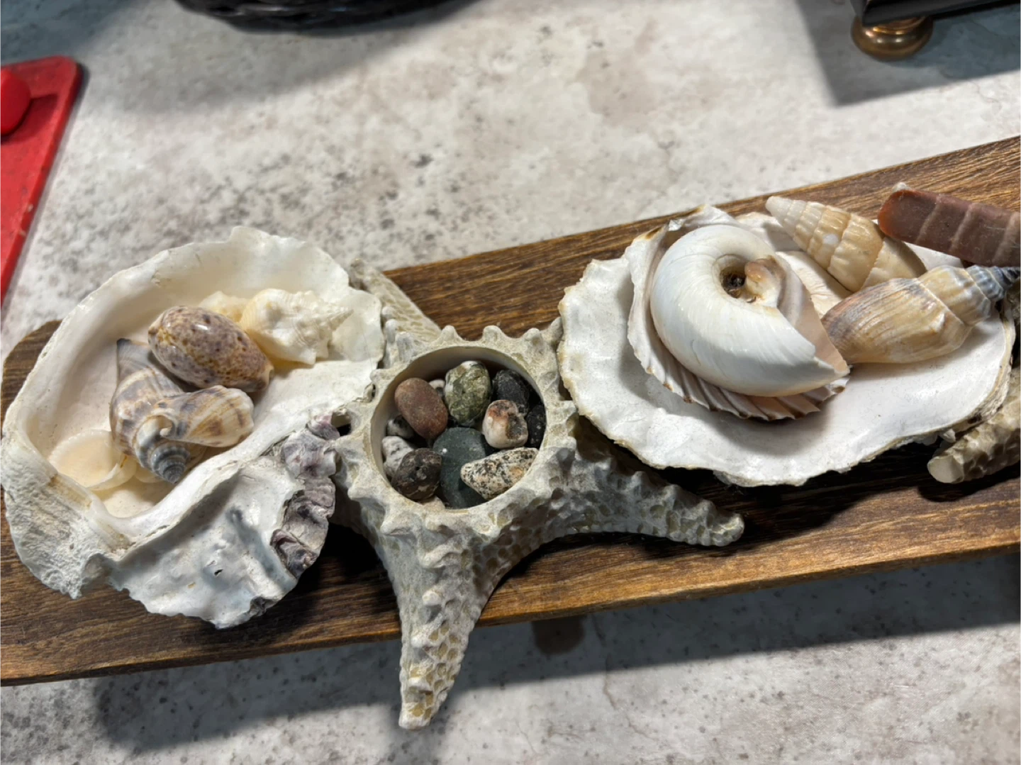 Cute seashell decoration