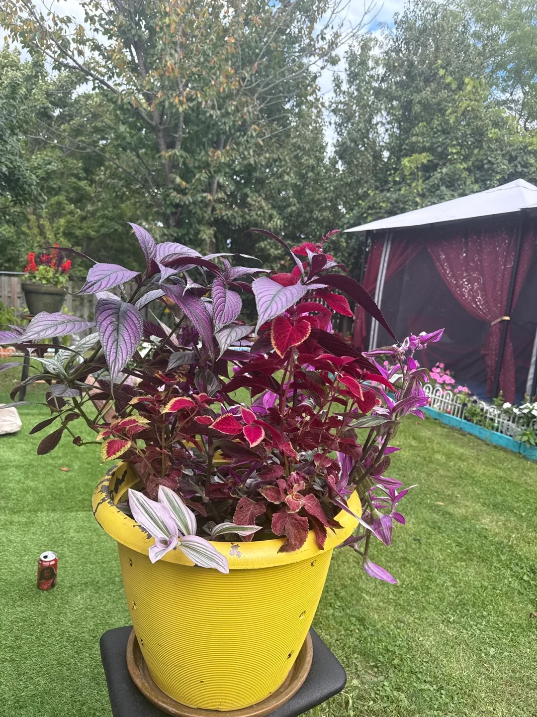 Potted Coleus & Wandering Jew Plant🥕 image indicator(4)