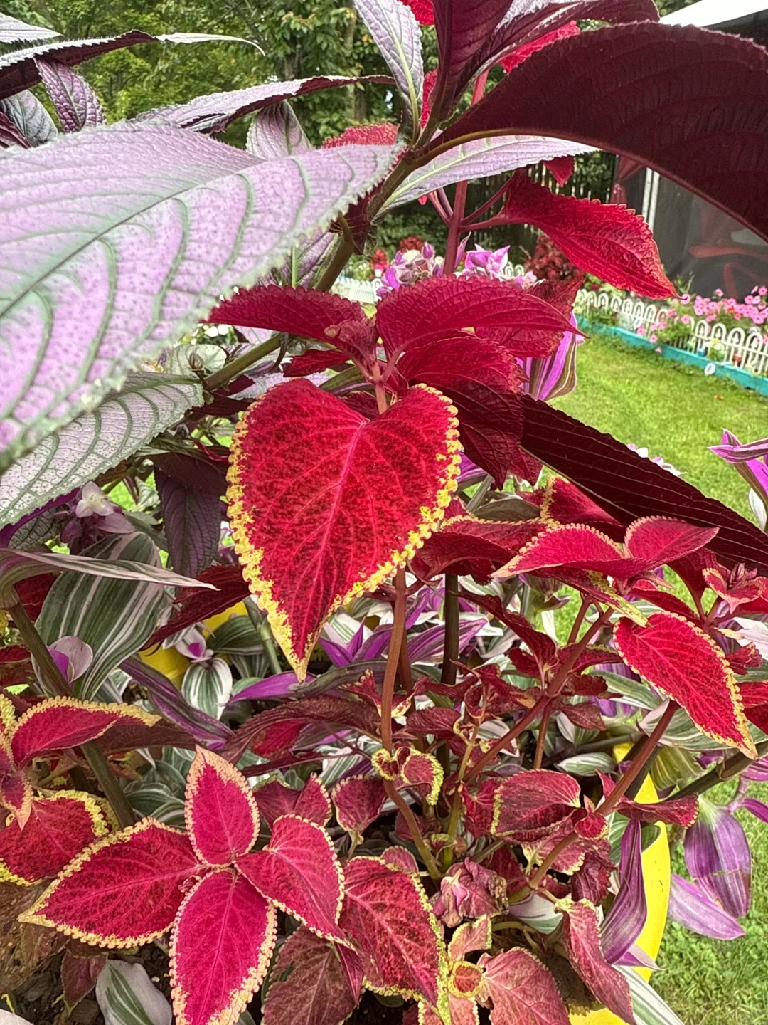 Potted Coleus & Wandering Jew Plant🥕 image indicator(3)