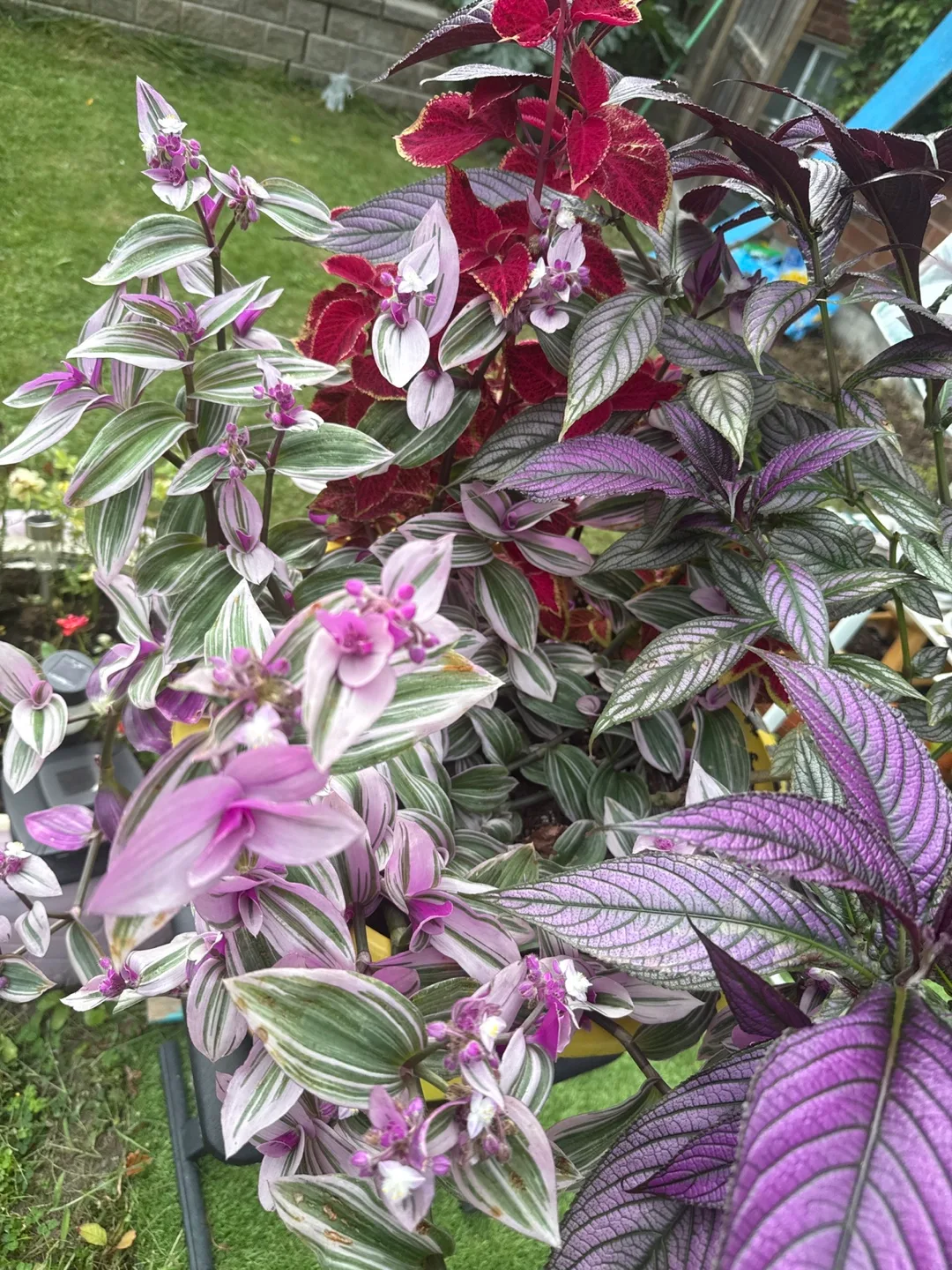 Potted Coleus & Wandering Jew Plant🥕 image indicator(2)