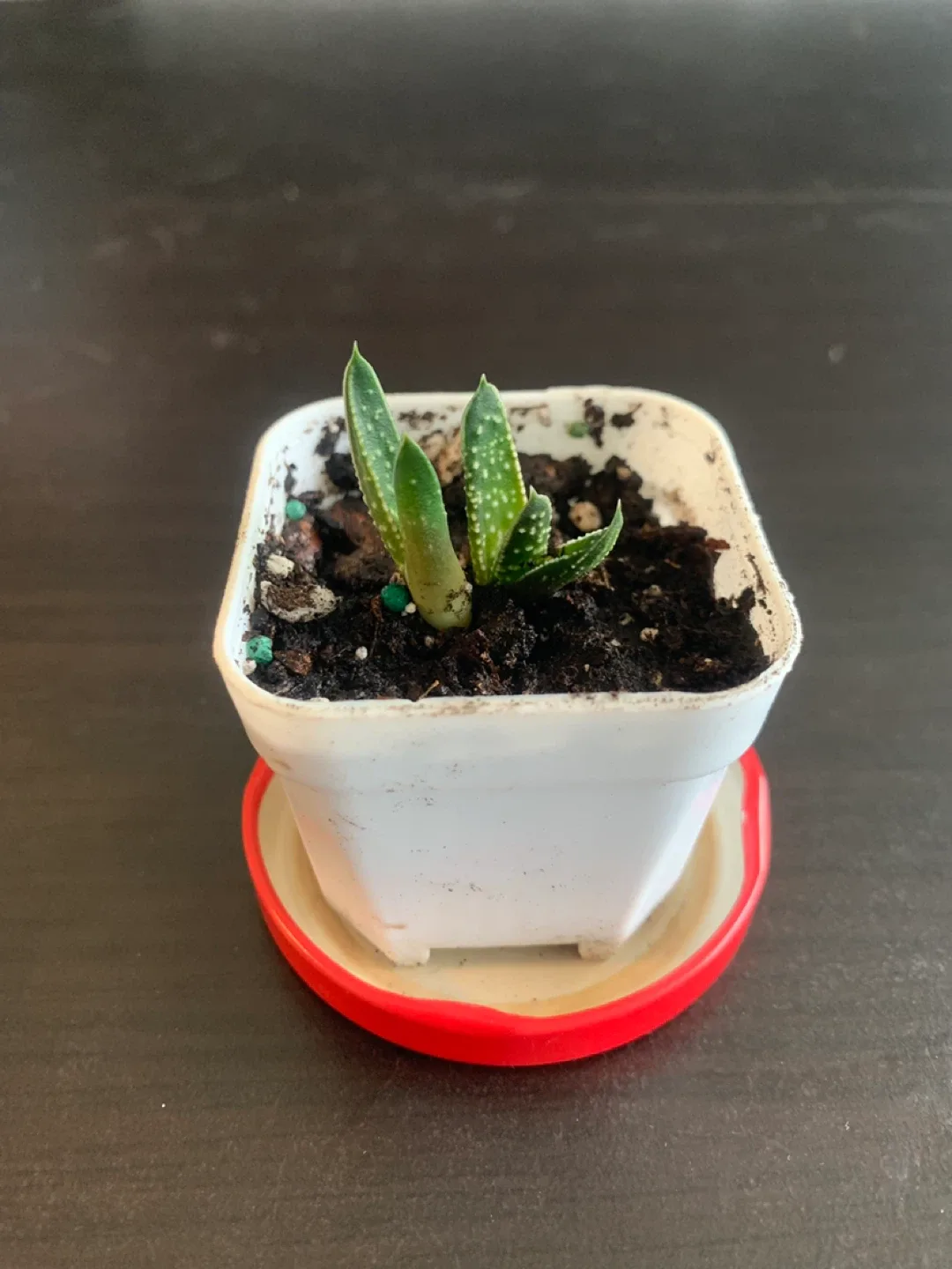 ‼️MOVING SALE‼️ Small Haworthia Plant thumbnail