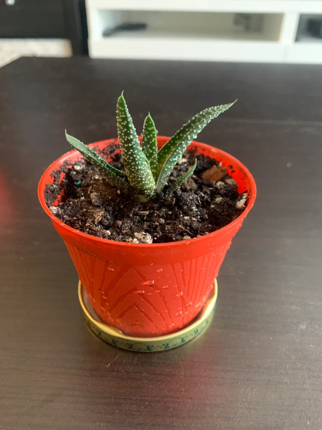 ‼️MOVING SALE‼️ Medium Haworthia Plant in Red Pot thumbnail