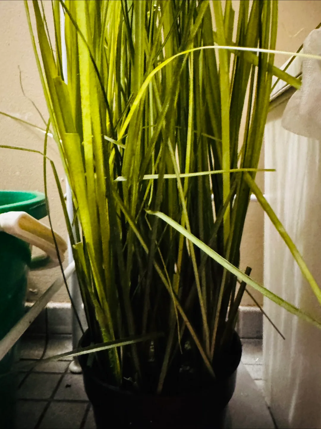 Artificial grass roots thumbnail