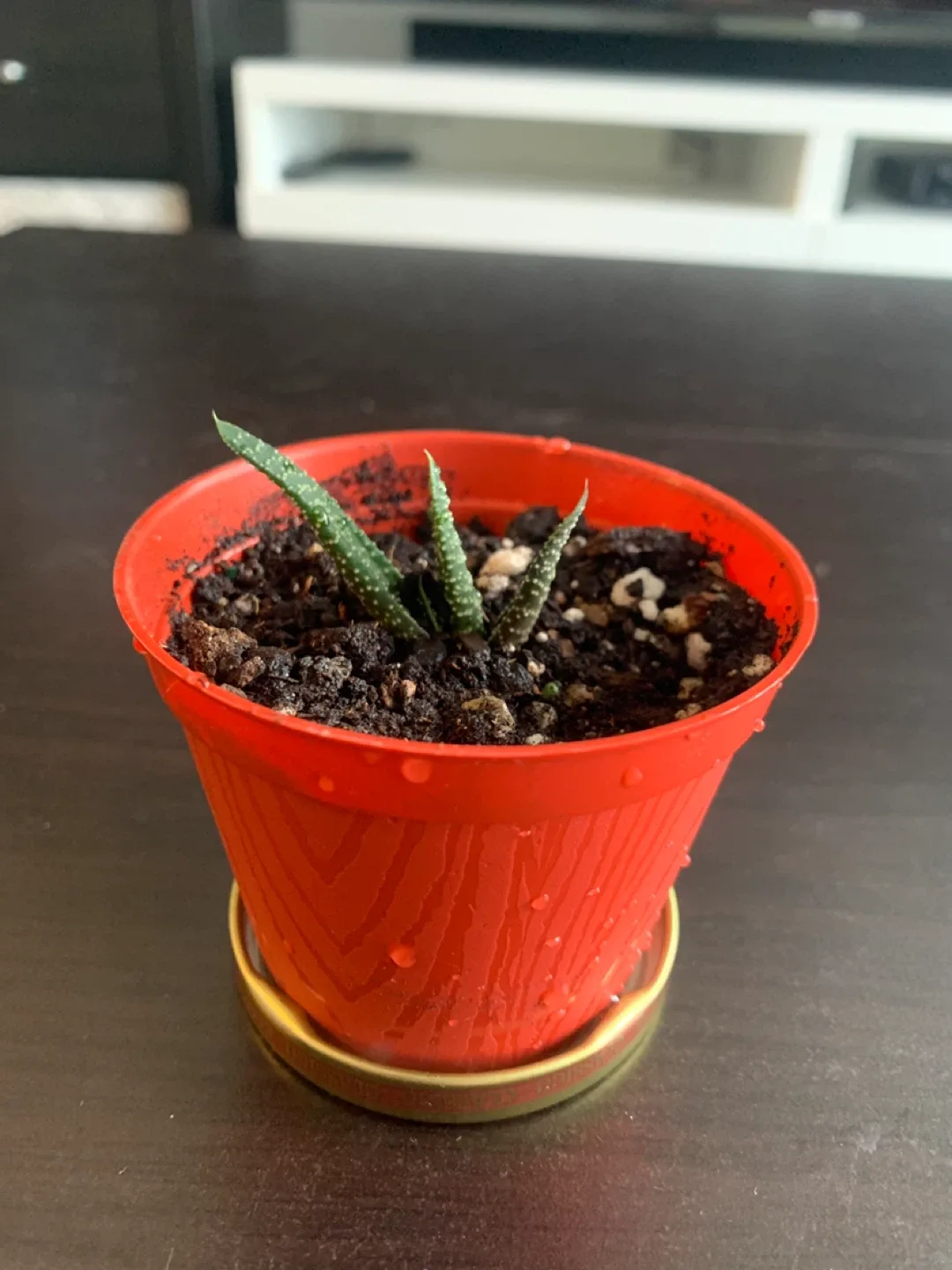 ‼️MOVING SALE‼️ Small - medium Potted Haworthia Plant thumbnail