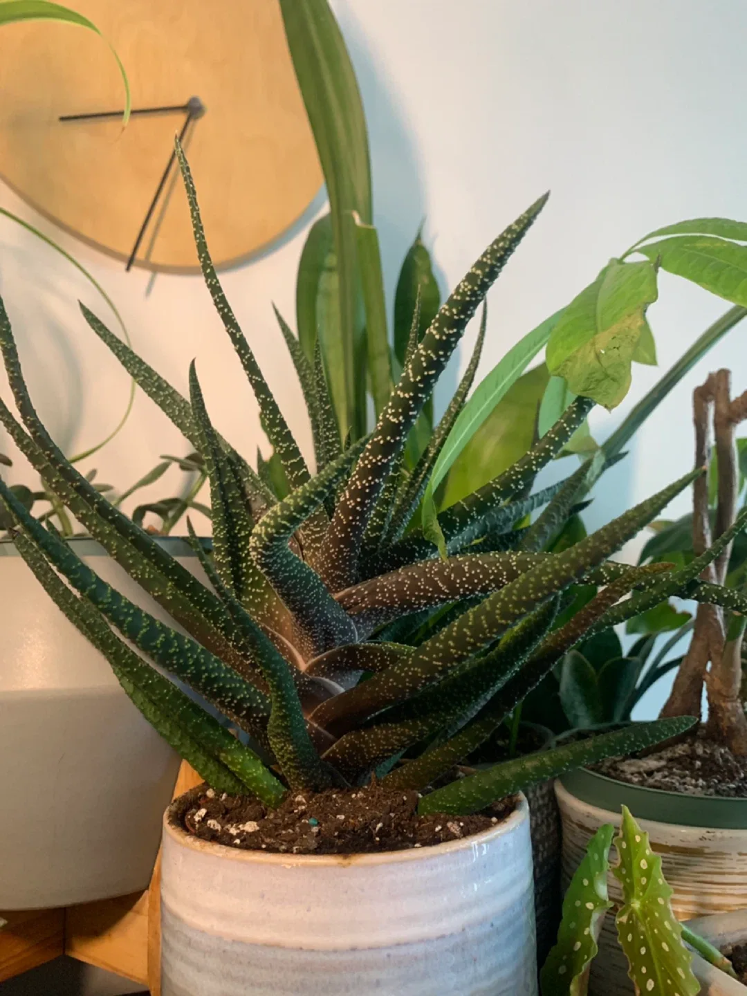 ‼️MOVING SALE‼️ Small - medium Potted Haworthia Plant image indicator(2)