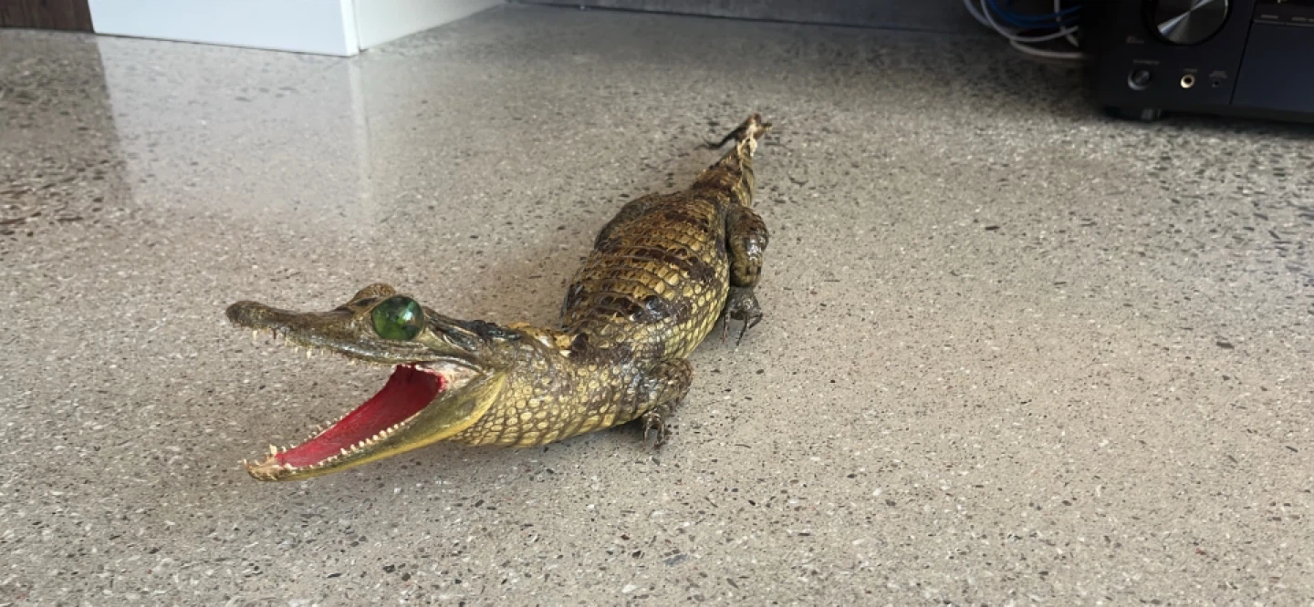 lifelike gator statue - photo 2