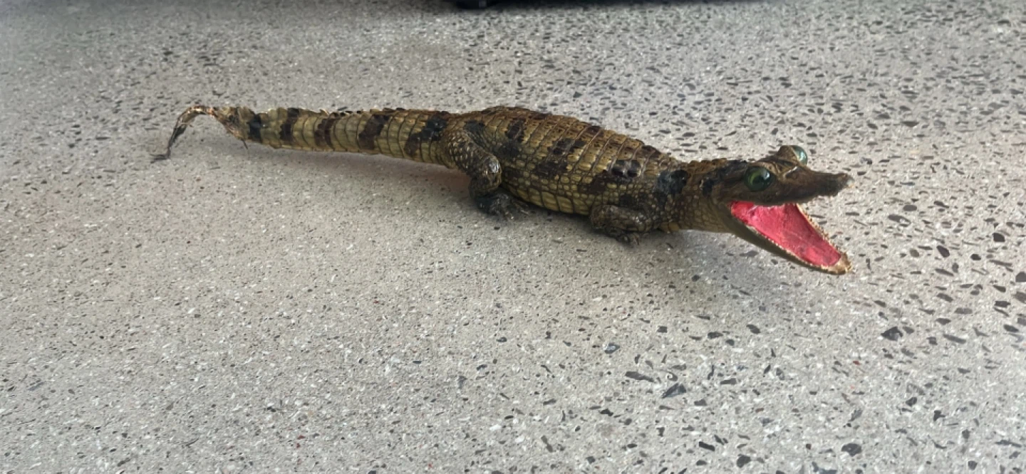 lifelike gator statue