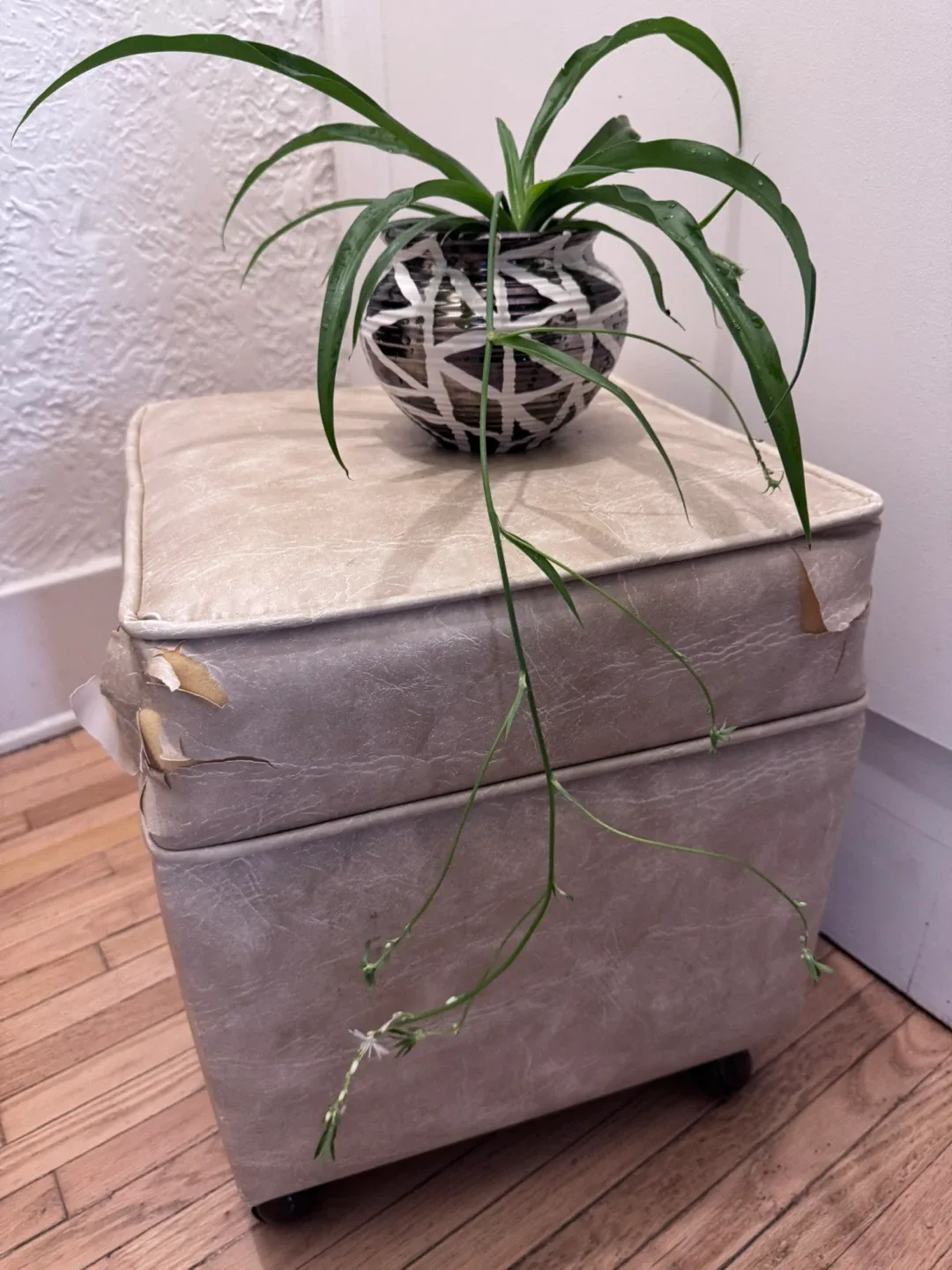 Healthy Plant syngonium ,Pothos, Spider in porcelain pot image indicator(6)