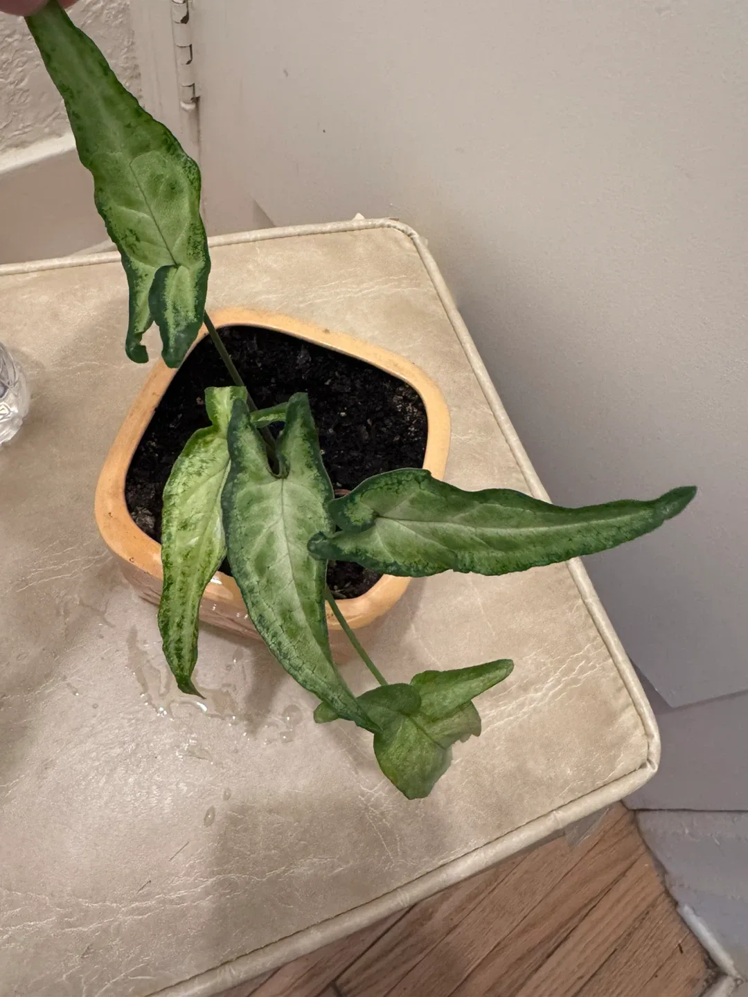 Healthy Plant syngonium ,Pothos, Spider in porcelain pot image indicator(3)