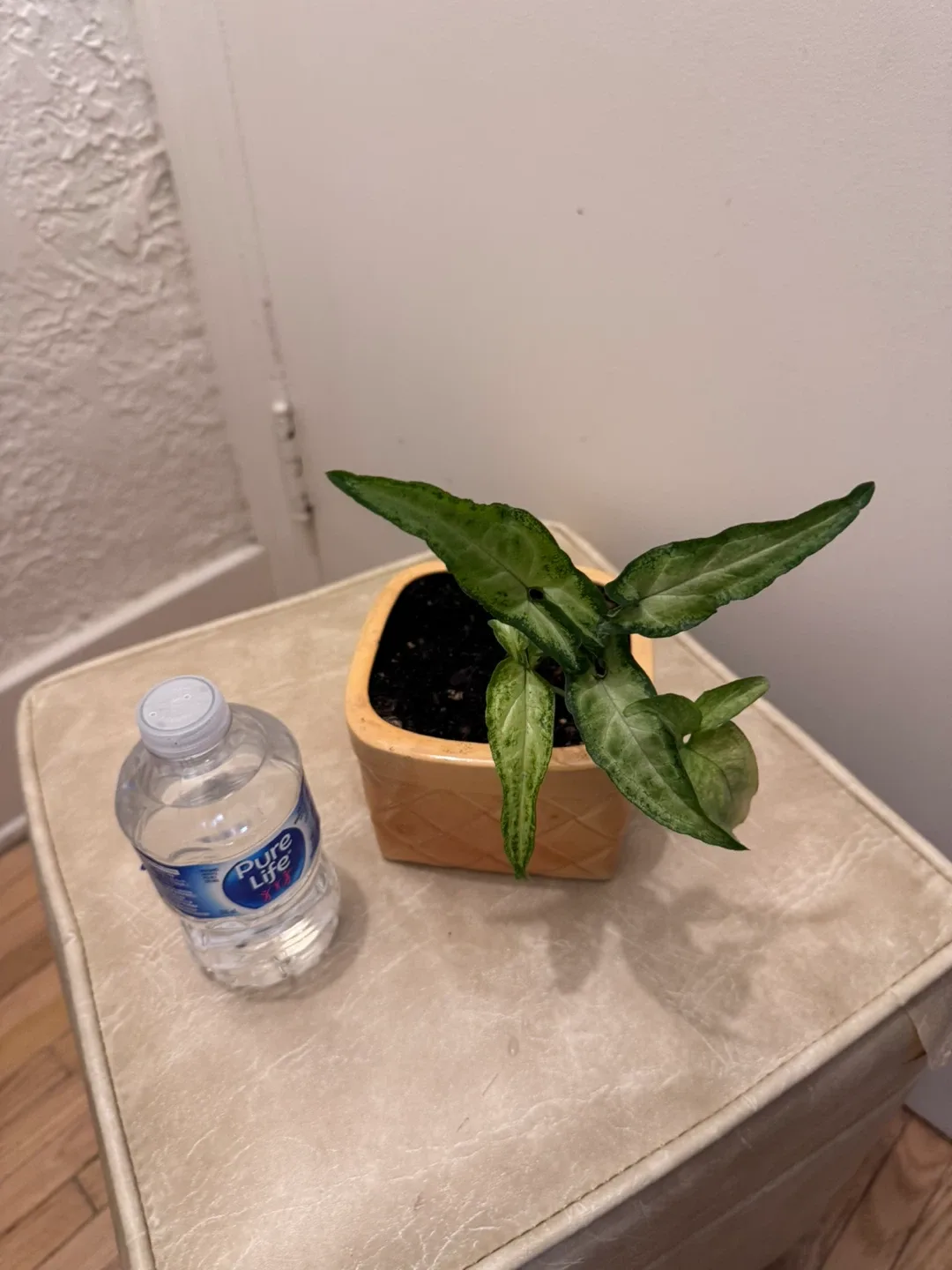 Healthy Plant syngonium ,Pothos, Spider in porcelain pot image indicator(5)